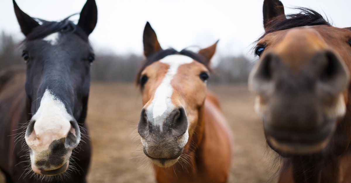 How the role of horses is changing